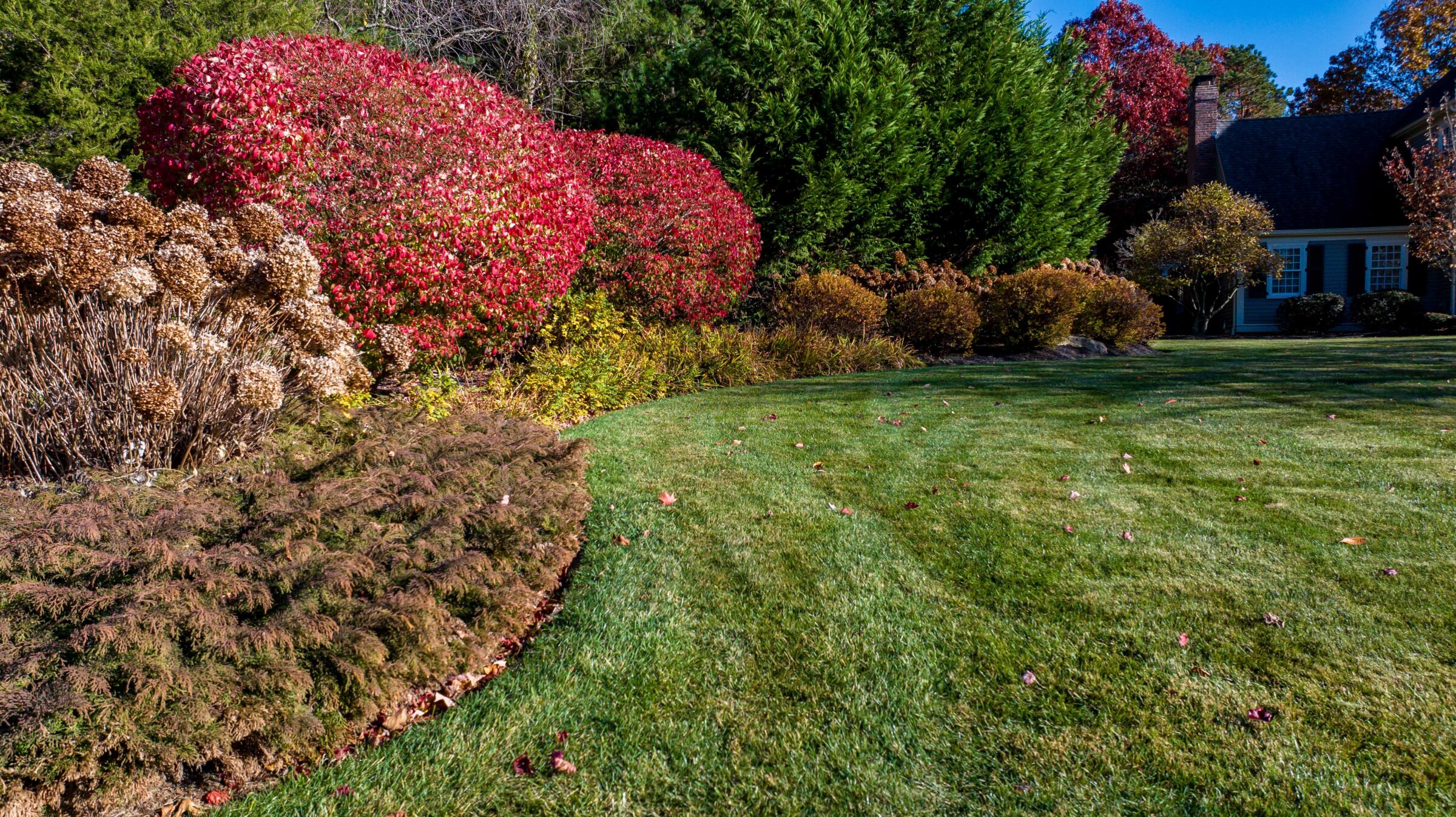 A suburban garden features vibrant red and brown bushes, a well-maintained lawn, and a house partially visible in the background.