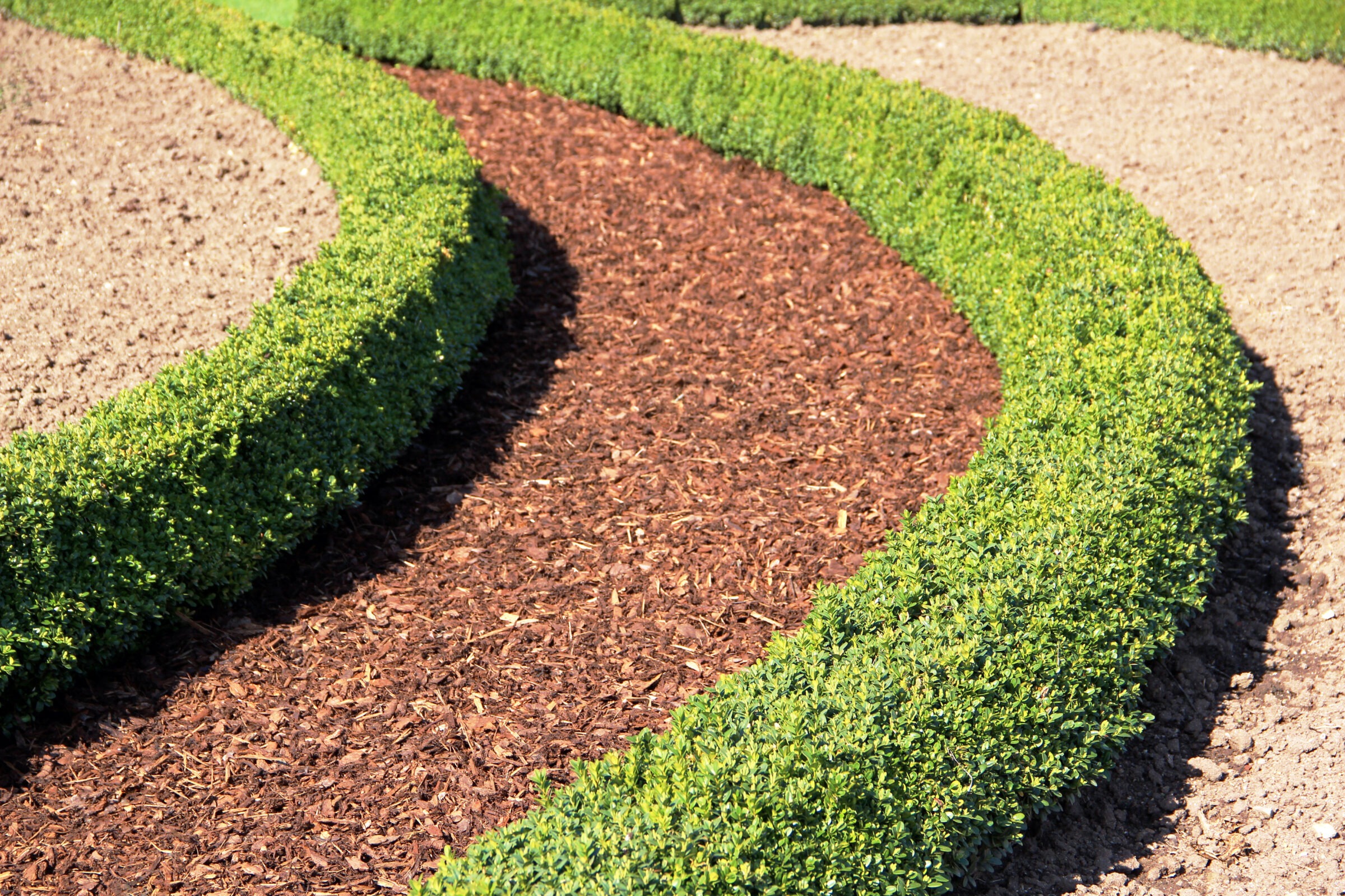Curved garden pathway with mulch bordered by neatly trimmed green hedges, creating a contrasting pattern with surrounding bare soil areas.