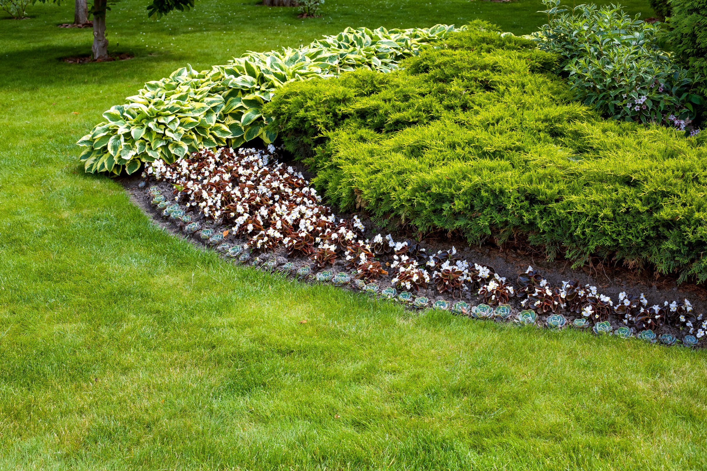A well-maintained garden bed with lush green shrubs, variegated hostas, and blooming white flowers, set against a vibrant lawn background.