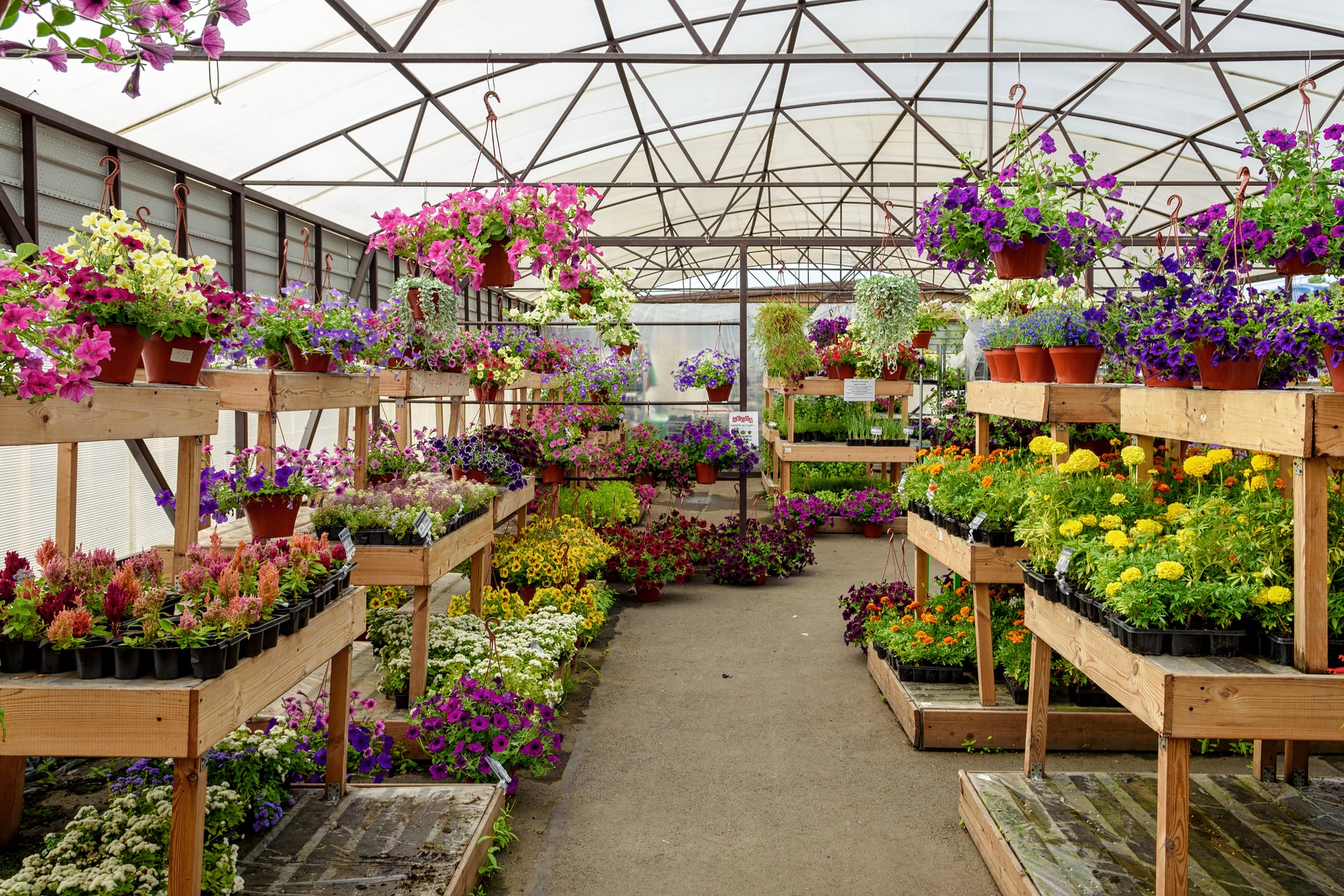 A greenhouse filled with vibrant flowers in various colors and hanging pots, organized on wooden shelves, lit by natural light through a glass roof.