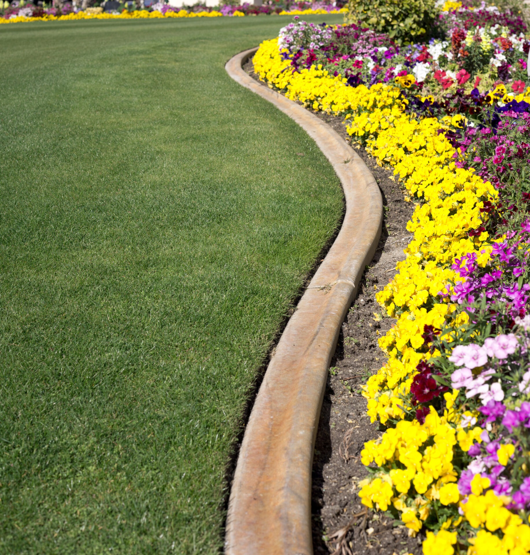 Curved garden edging with vibrant yellow and purple flowers contrasts against neatly trimmed green grass, creating a colorful, well-maintained landscape.
