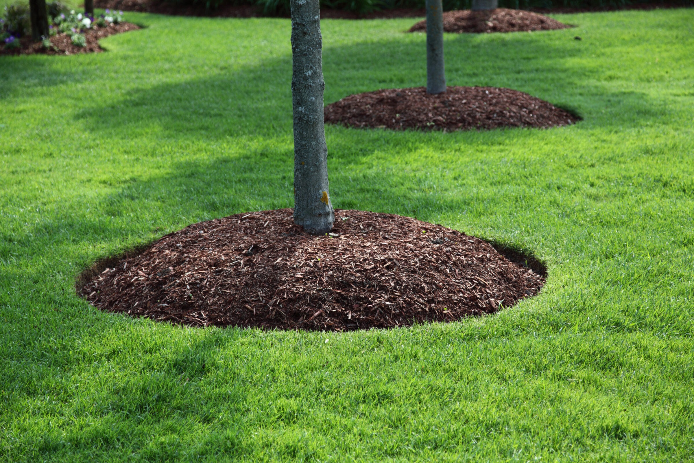Trees with mulch circles are arranged in a neat, green lawn, casting soft shadows on the grass, in a landscaped area.