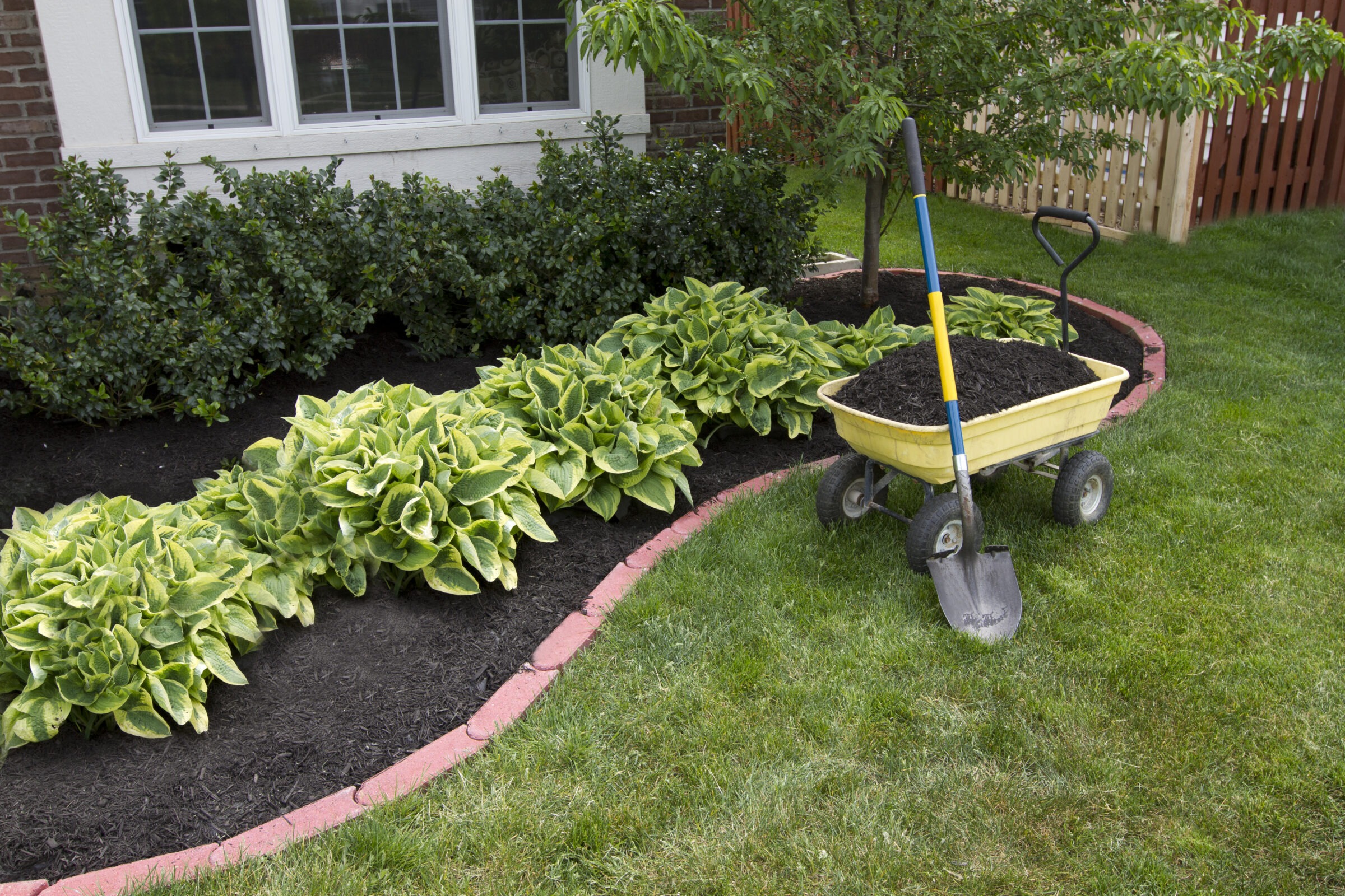 Garden scene with green plants, flower beds and mulch. A wheelbarrow and shovel rest on freshly cut grass near a window and brick wall.