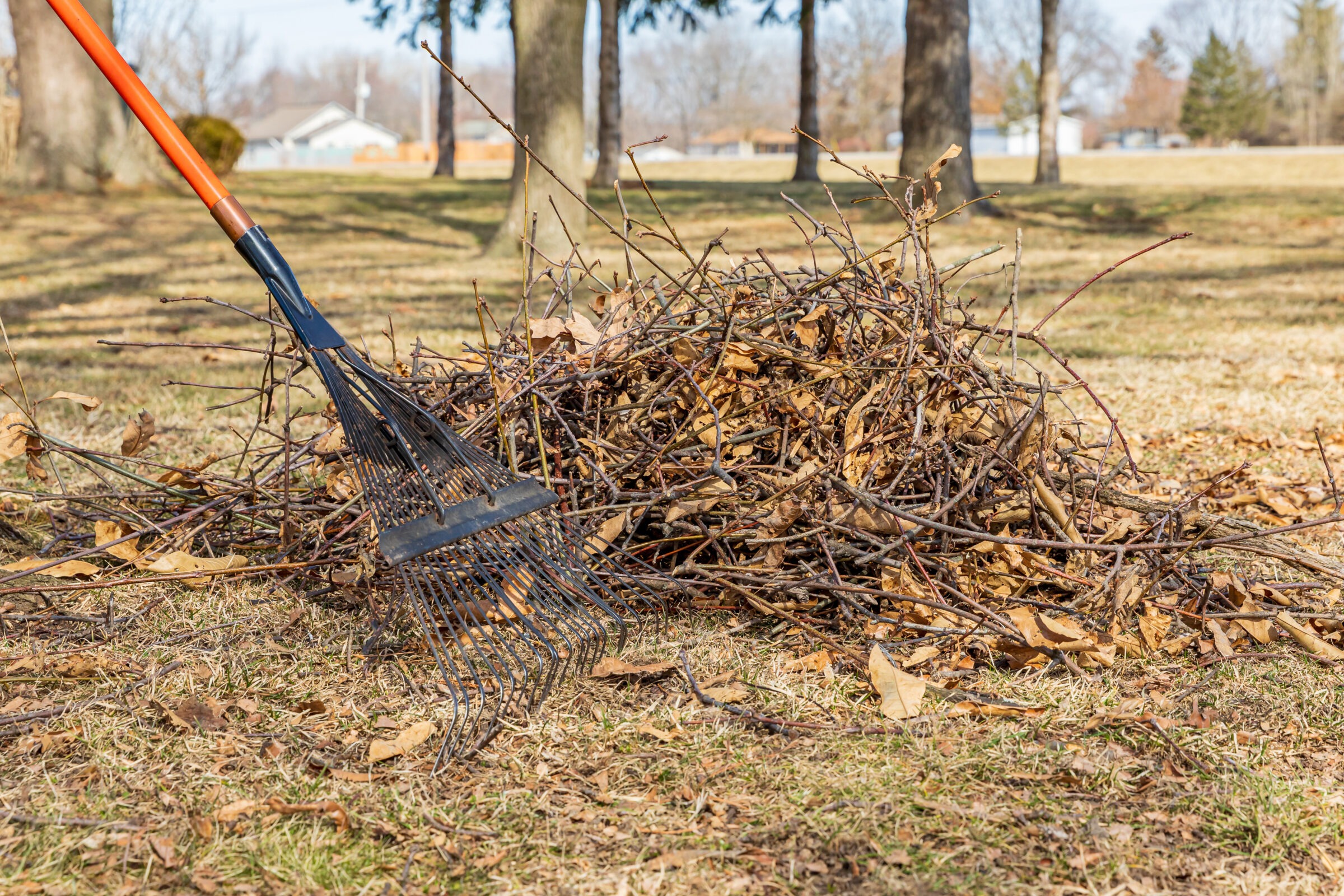 A rake rests on a pile of dry leaves and twigs in a park, surrounded by bare trees on a sunny day.
