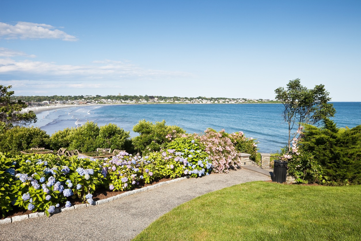 A beachside garden with blue hydrangeas.