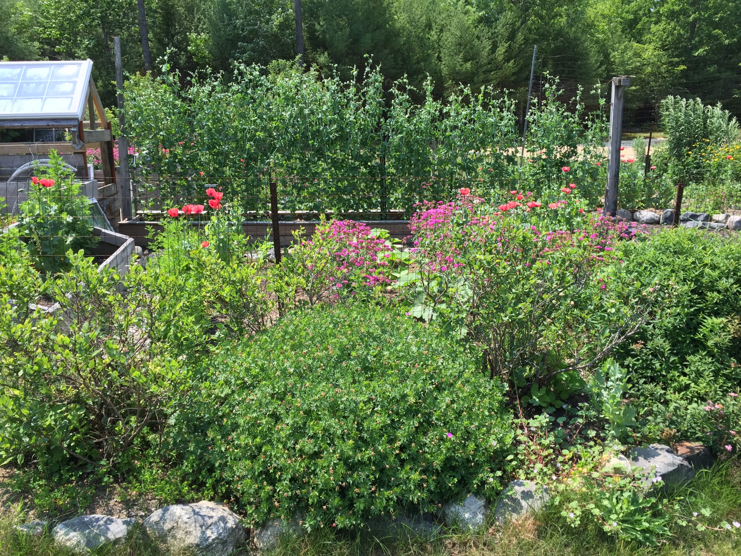 Backyard vegetable garden