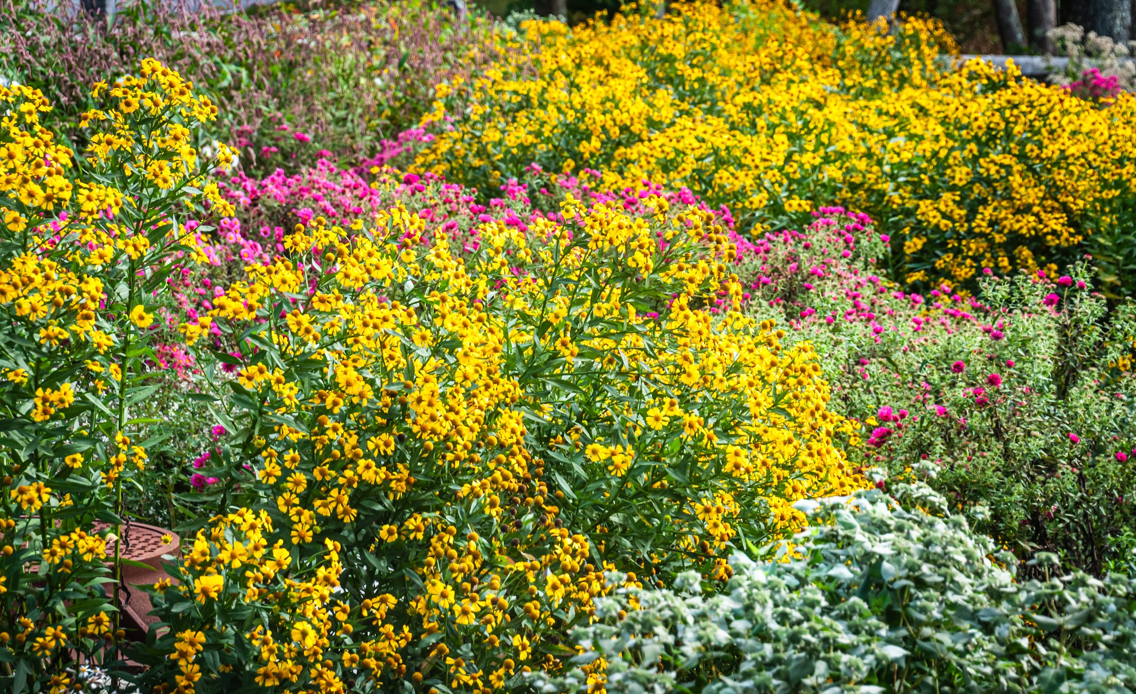 Pink asters bloom behind yellow sneezeweed and mountain mint in a native pollinator garden on Cape Cod