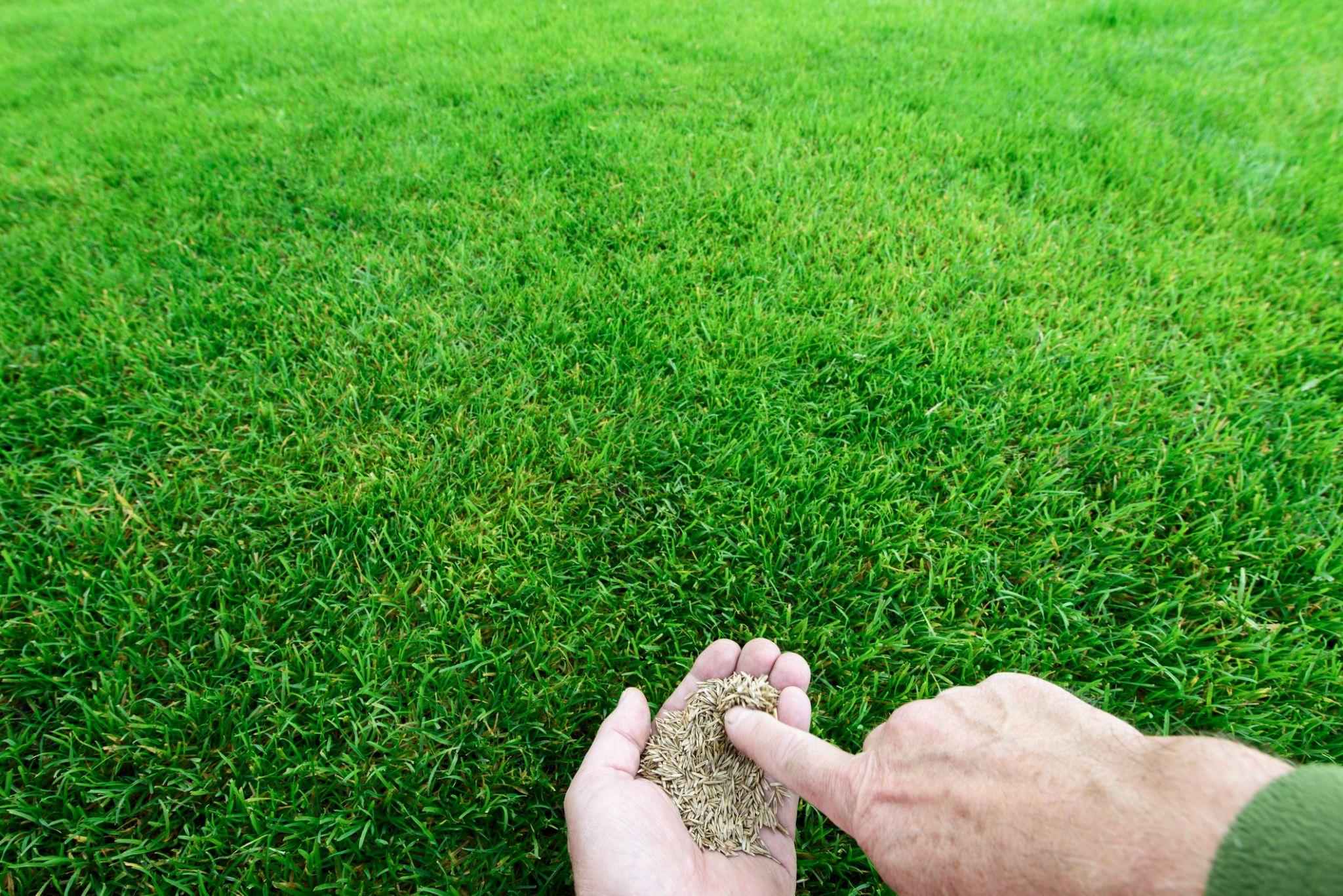 Close-up of grass seed being applied to an existing lawn