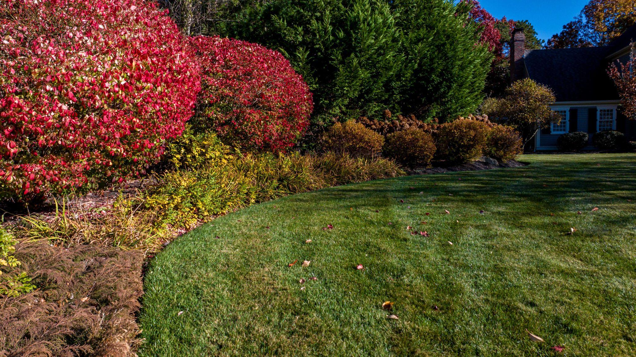 Curved lawn edge with colorful shrubs and fall foliage