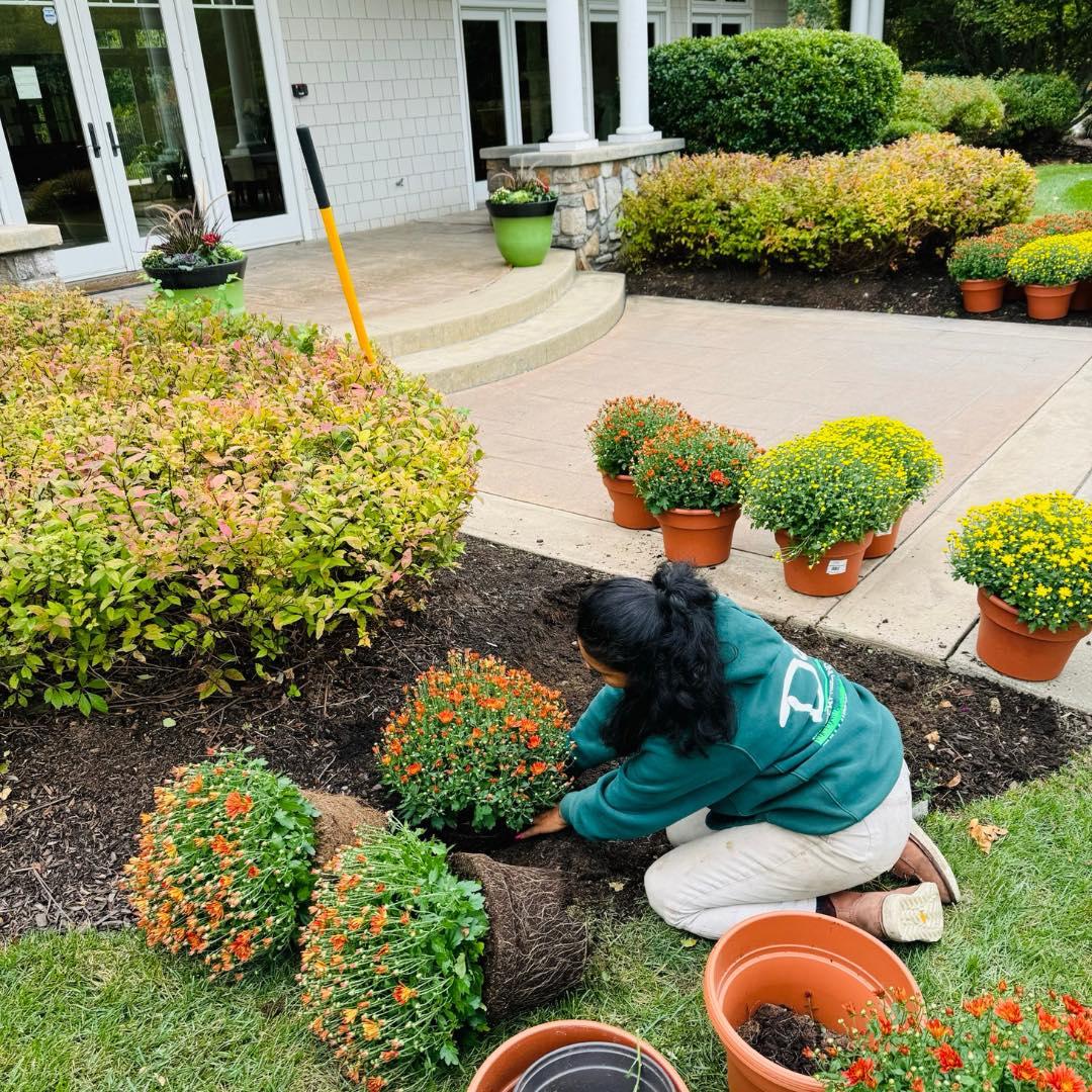 Gardener planting fall flowers in front yard bed
