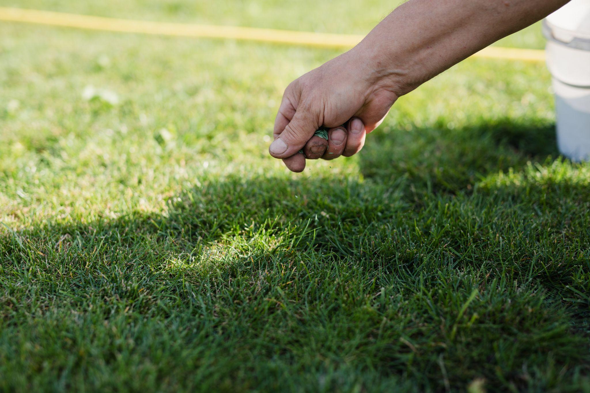 Hand applying lawn treatment or seed to support grass growth