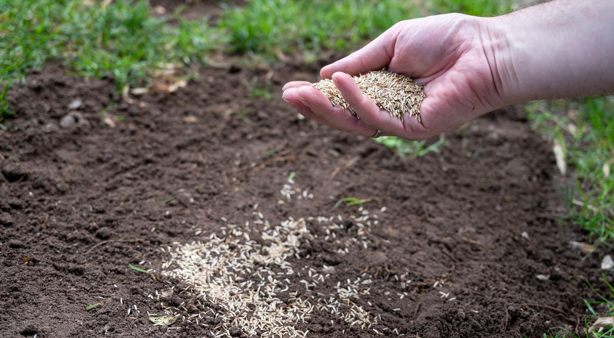Hand spreading grass seed over prepared soil for lawn overseeding