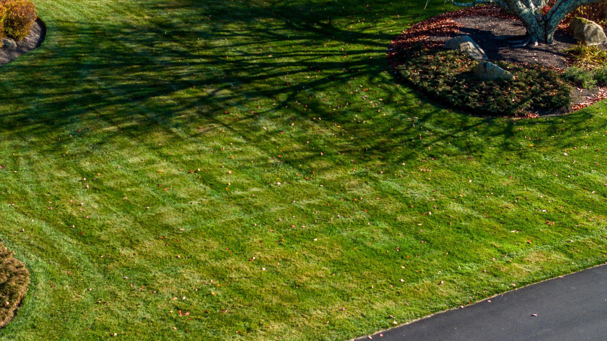 Patchy lawn showing uneven grass growth on a South Shore property