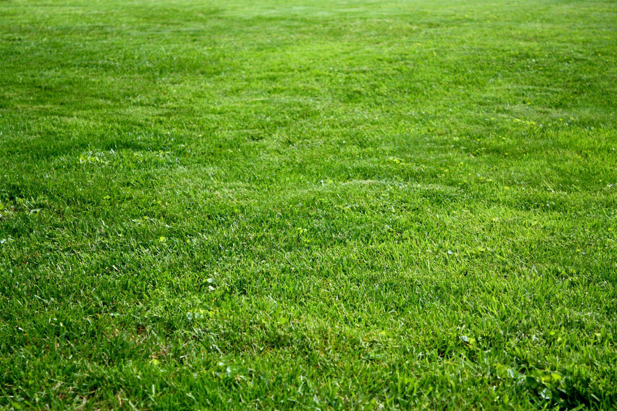 Thick, healthy green grass after successful overseeding